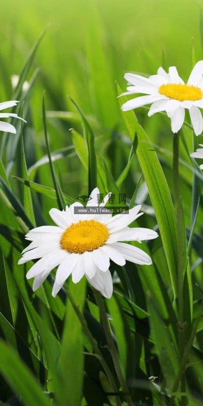 【12500】植物壁纸  2K 高清壁纸2560_1600@青蛙壁纸-笨猫小站