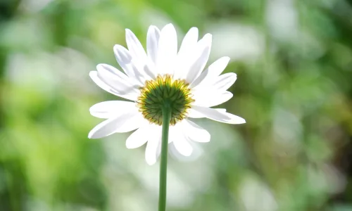 【12501】植物壁纸  2K 高清壁纸2560_1600@青蛙壁纸-笨猫小站