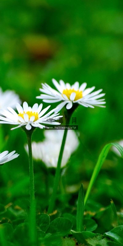 【12503】植物壁纸  2K 高清壁纸2560_1600@青蛙壁纸-笨猫小站