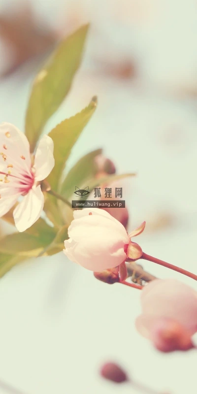 【12505】壁纸  2K 高清壁纸2560_1600@青蛙壁纸-笨猫小站