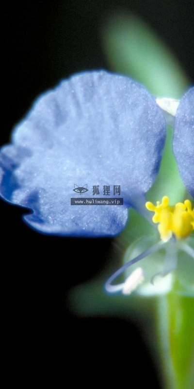 【12506】壁纸  2K 高清壁纸2560_1600@青蛙壁纸-笨猫小站