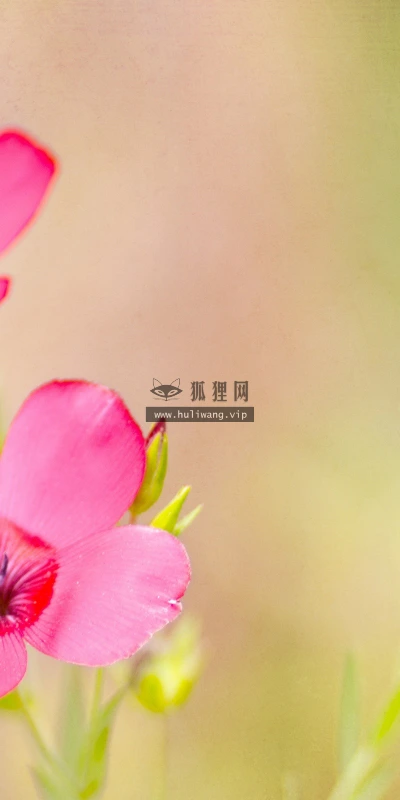 【12508】壁纸  2K 高清壁纸2560_1600@青蛙壁纸-笨猫小站