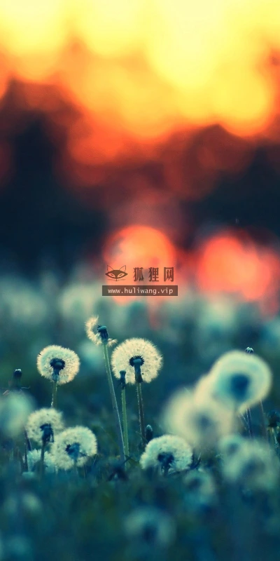 【12511】壁纸  2K 高清壁纸2560_1600@青蛙壁纸-笨猫小站