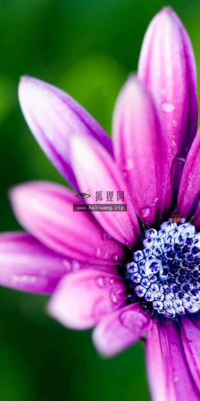 【12514】壁纸  2K 高清壁纸2560_1600@青蛙壁纸-笨猫小站