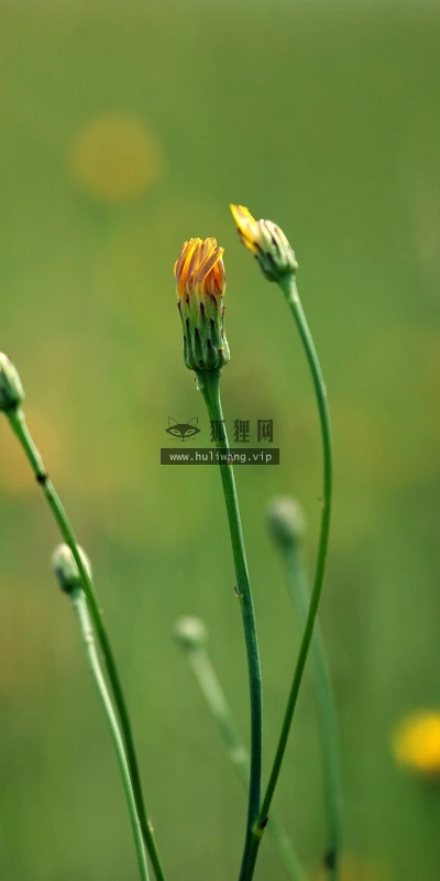 【12516】壁纸  2K 高清壁纸2560_1600@青蛙壁纸-笨猫小站