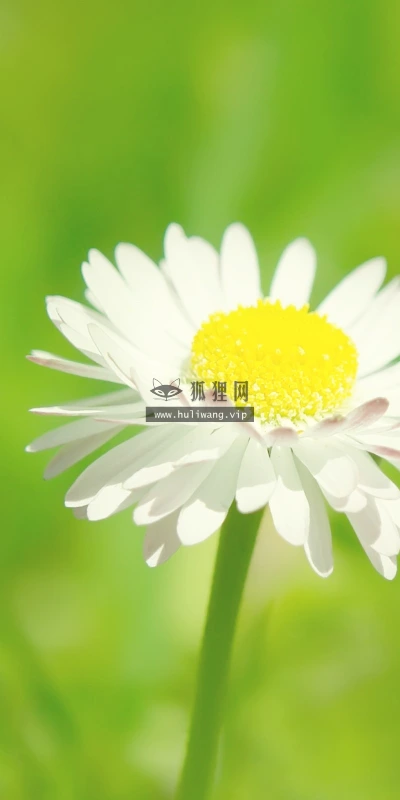 【12519】壁纸  2K 高清壁纸2560_1600@青蛙壁纸-笨猫小站