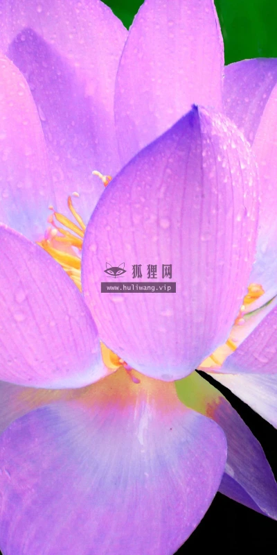 【12523】壁纸  2K 高清壁纸2560_1600@青蛙壁纸-笨猫小站