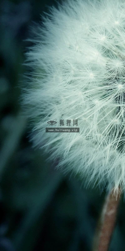 【12524】壁纸  2K 高清壁纸2560_1600@青蛙壁纸-笨猫小站