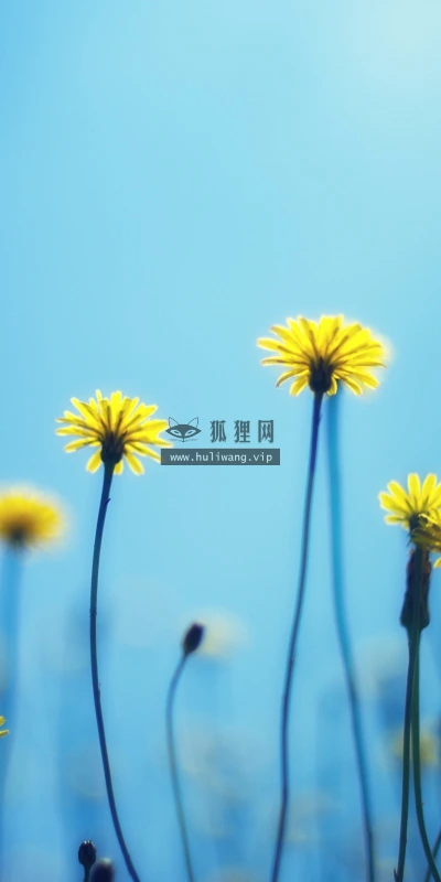 【12525】壁纸  2K 高清壁纸2560_1600@青蛙壁纸-笨猫小站