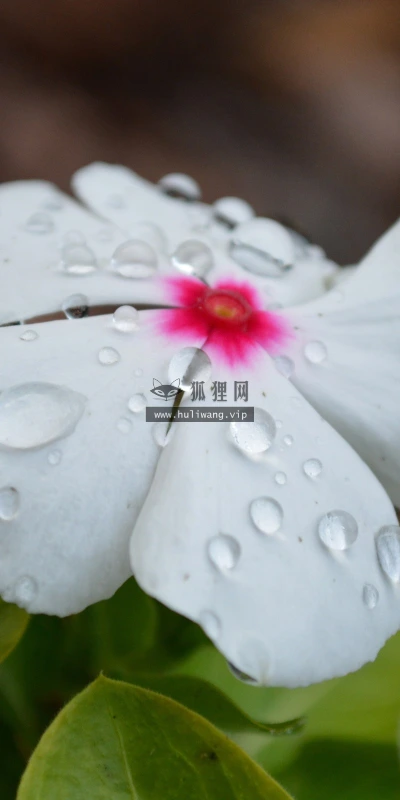 【12527】壁纸  2K 高清壁纸2560_1600@青蛙壁纸-笨猫小站