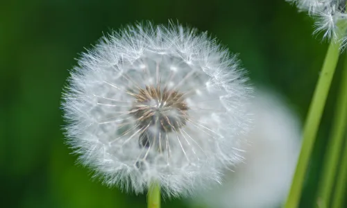 【12532】壁纸  2K 高清壁纸2560_1600@青蛙壁纸-笨猫小站