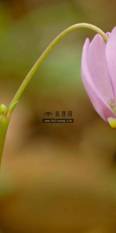 【12534】植物壁纸  2K 高清壁纸2560_1600@青蛙壁纸-笨猫小站