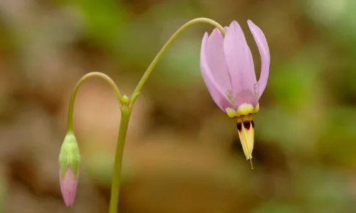 【12534】植物壁纸  2K 高清壁纸2560_1600@青蛙壁纸-笨猫小站