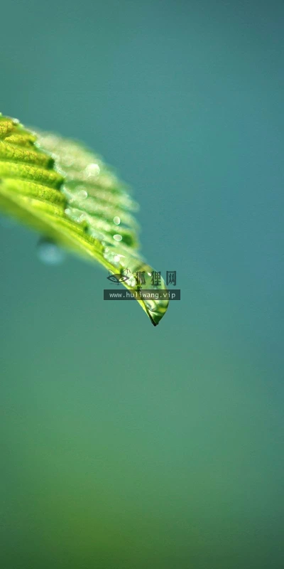【12535】植物壁纸  2K 高清壁纸2560_1600@青蛙壁纸-笨猫小站