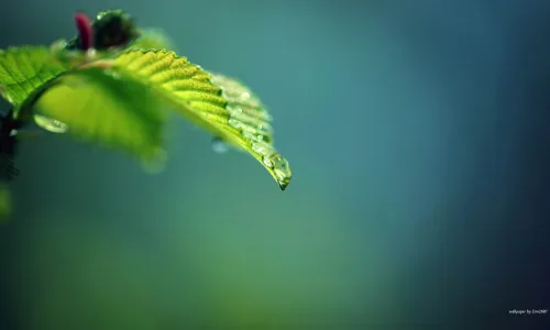 【12535】植物壁纸  2K 高清壁纸2560_1600@青蛙壁纸-笨猫小站