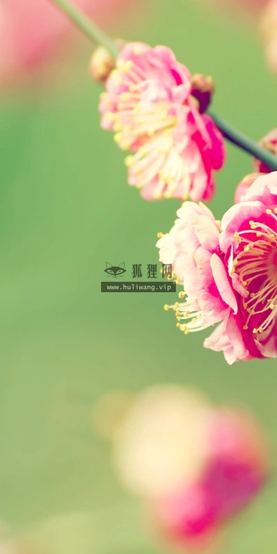 【12536】植物壁纸  2K 高清壁纸2560_1600@青蛙壁纸-笨猫小站