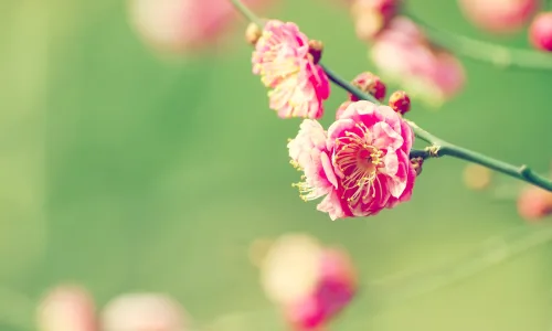 【12536】植物壁纸  2K 高清壁纸2560_1600@青蛙壁纸-笨猫小站