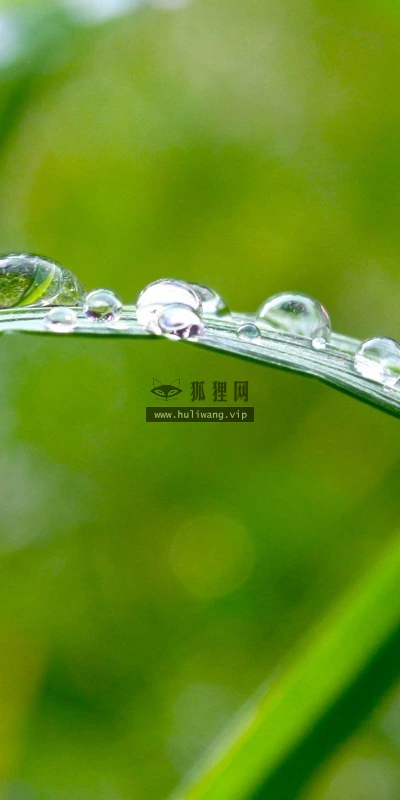 【12542】植物壁纸  2K 高清壁纸2560_1600@青蛙壁纸-笨猫小站