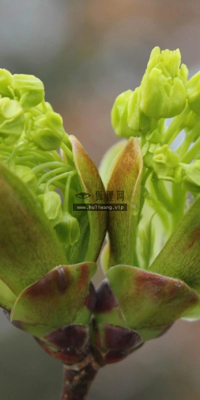 【12543】植物壁纸  2K 高清壁纸2560_1600@青蛙壁纸-笨猫小站