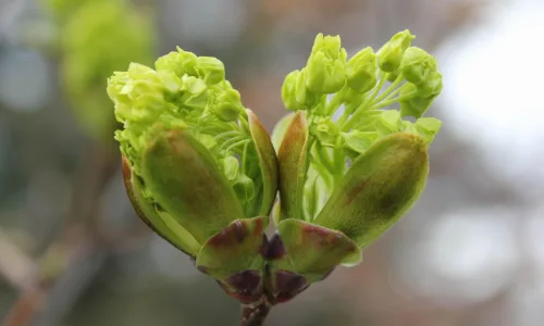 【12543】植物壁纸  2K 高清壁纸2560_1600@青蛙壁纸-笨猫小站