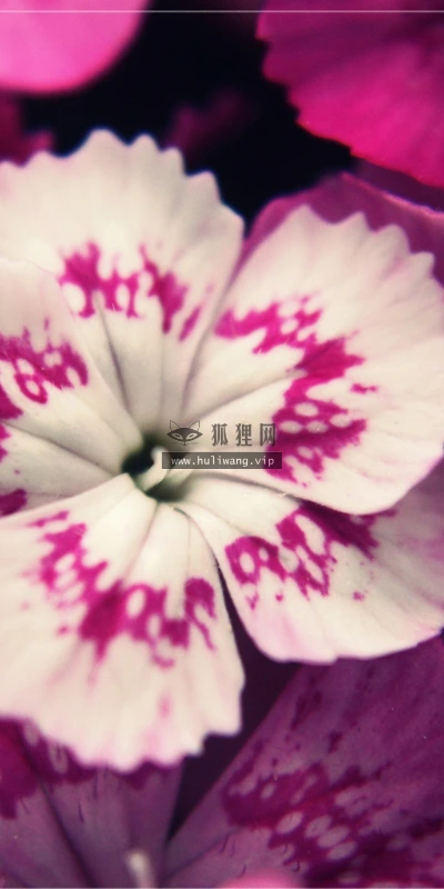 【12547】植物壁纸  2K 高清壁纸2560_1600@青蛙壁纸-笨猫小站