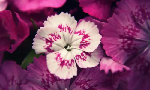 【12547】植物壁纸  2K 高清壁纸2560_1600@青蛙壁纸-笨猫小站
