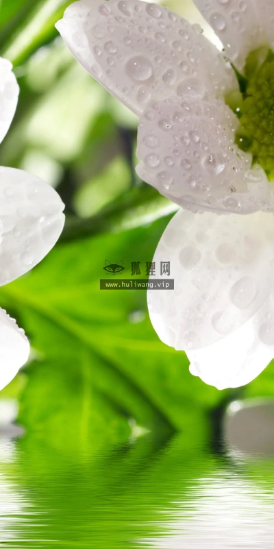 【12548】植物壁纸  2K 高清壁纸2560_1600@青蛙壁纸-笨猫小站