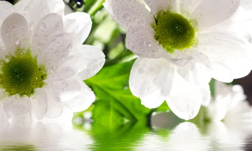 【12548】植物壁纸  2K 高清壁纸2560_1600@青蛙壁纸-笨猫小站