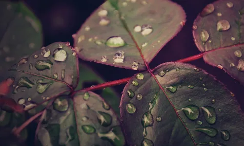 【12550】植物壁纸  2K 高清壁纸2560_1600@青蛙壁纸-笨猫小站