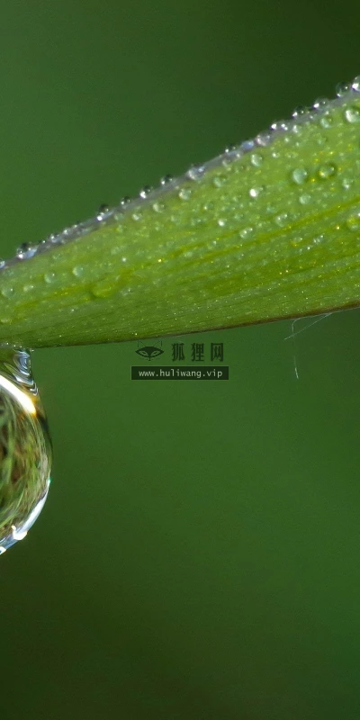 【12551】植物壁纸  2K 高清壁纸2560_1600@青蛙壁纸-笨猫小站