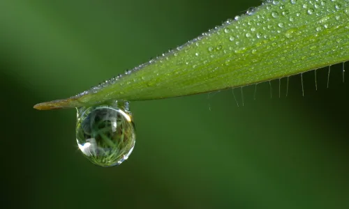 【12551】植物壁纸  2K 高清壁纸2560_1600@青蛙壁纸-笨猫小站