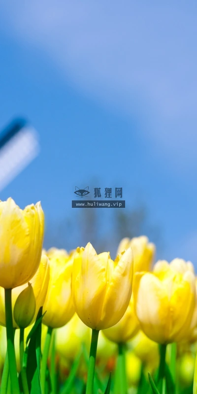 【12553】植物壁纸  2K 高清壁纸2560_1600@青蛙壁纸-笨猫小站