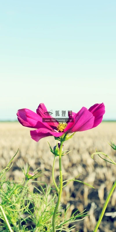 【12554】植物壁纸  2K 高清壁纸2560_1600@青蛙壁纸-笨猫小站