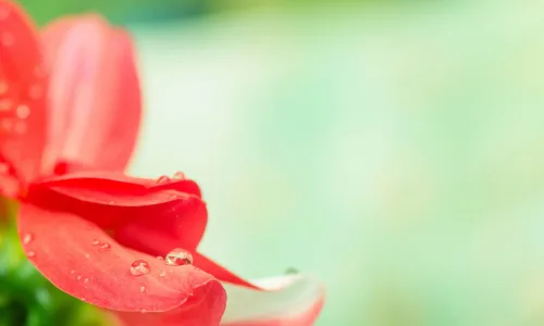 【12555】植物壁纸  2K 高清壁纸2560_1600@青蛙壁纸-笨猫小站