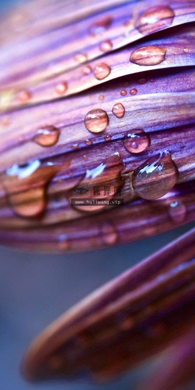 【12556】植物壁纸  2K 高清壁纸2560_1600@青蛙壁纸-笨猫小站