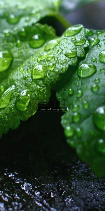【12558】植物壁纸  2K 高清壁纸2560_1600@青蛙壁纸-笨猫小站