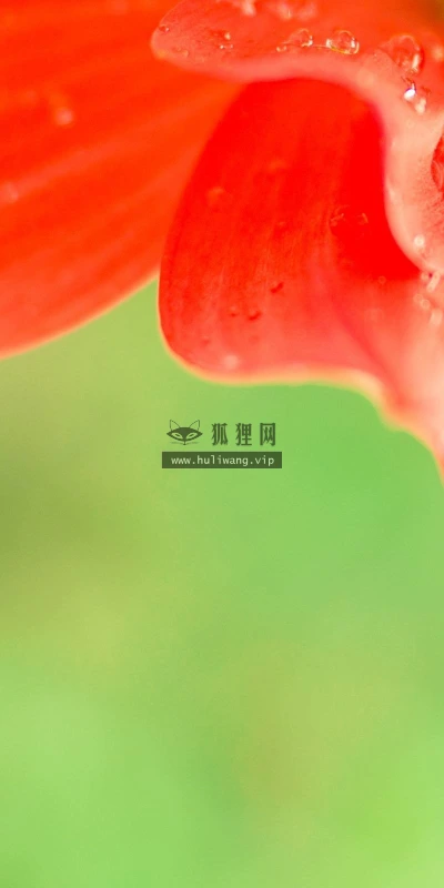 【12559】植物壁纸  2K 高清壁纸2560_1600@青蛙壁纸-笨猫小站