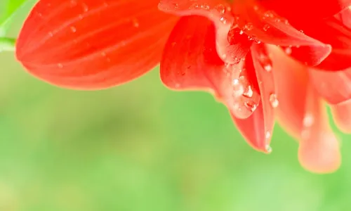 【12559】植物壁纸  2K 高清壁纸2560_1600@青蛙壁纸-笨猫小站