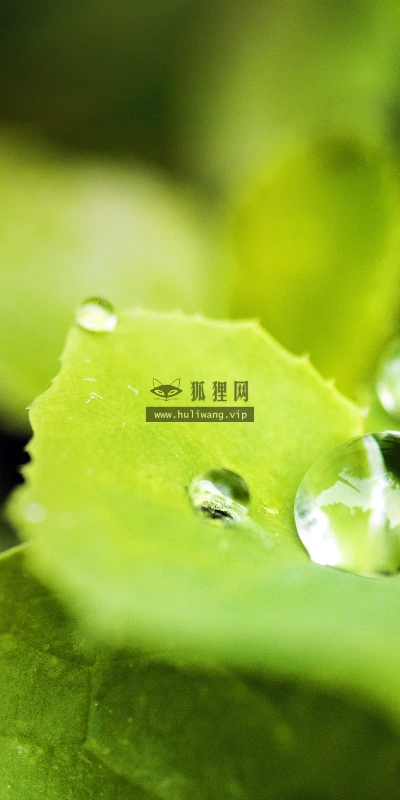 【12560】植物壁纸  2K 高清壁纸2560_1600@青蛙壁纸-笨猫小站