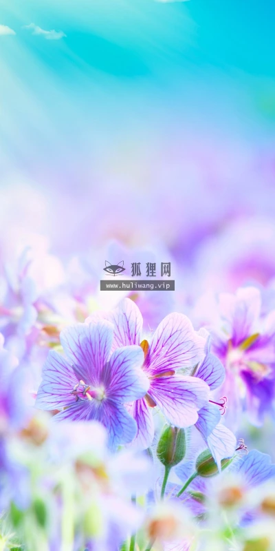 【12561】植物壁纸  2K 高清壁纸2560_1600@青蛙壁纸-笨猫小站