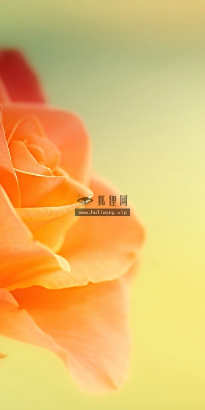 【12562】植物壁纸  2K 高清壁纸2560_1600@青蛙壁纸-笨猫小站