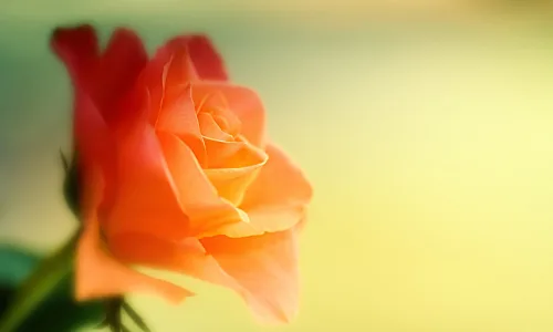【12562】植物壁纸  2K 高清壁纸2560_1600@青蛙壁纸-笨猫小站