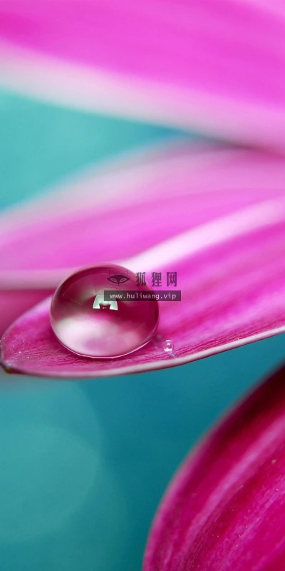 【12563】植物壁纸  2K 高清壁纸2560_1600@青蛙壁纸-笨猫小站