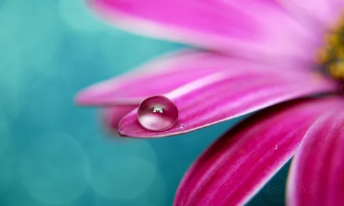 【12563】植物壁纸  2K 高清壁纸2560_1600@青蛙壁纸-笨猫小站