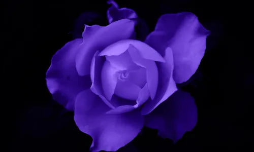 【12564】植物壁纸  2K 高清壁纸2560_1600@青蛙壁纸-笨猫小站