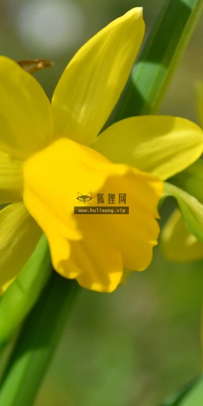 【12565】植物壁纸  2K 高清壁纸2560_1600@青蛙壁纸-笨猫小站