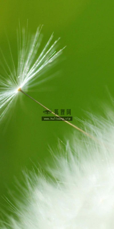 【12566】植物壁纸  2K 高清壁纸2560_1600@青蛙壁纸-笨猫小站