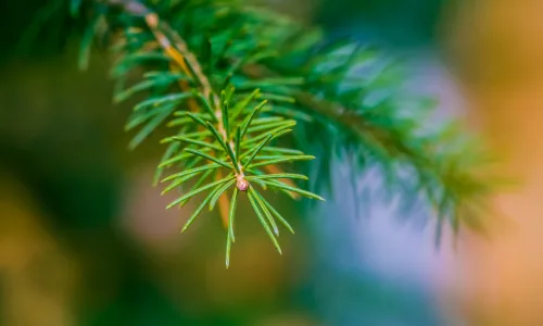 【12567】植物壁纸  2K 高清壁纸2560_1600@青蛙壁纸-笨猫小站