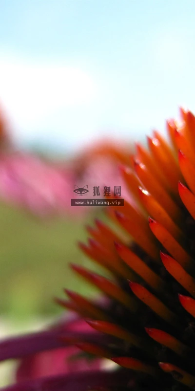 【12570】植物壁纸  2K 高清壁纸2560_1600@青蛙壁纸-笨猫小站