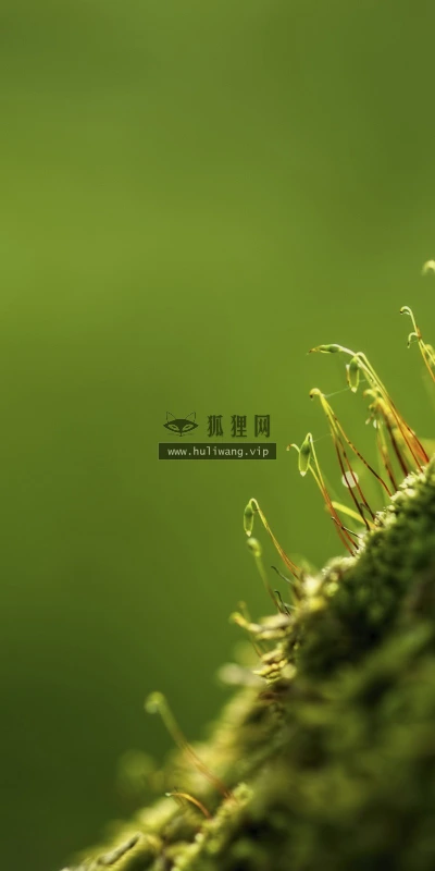 【12572】植物壁纸  2K 高清壁纸2560_1600@青蛙壁纸-笨猫小站
